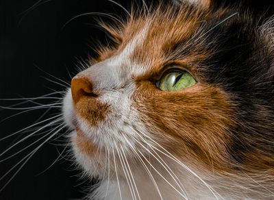 Close-up of a calm face during meditation.